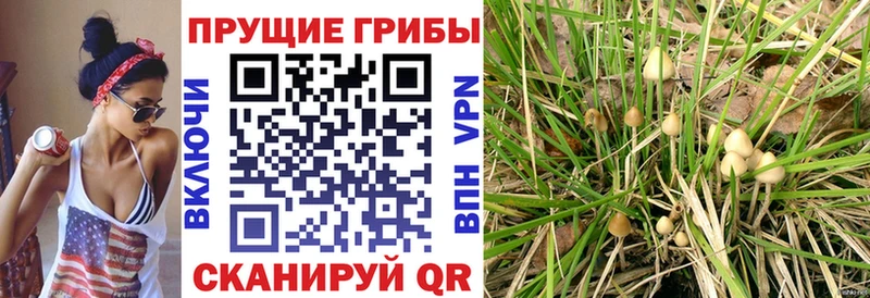 закладка  Алексин  Псилоцибиновые грибы Psilocybe 